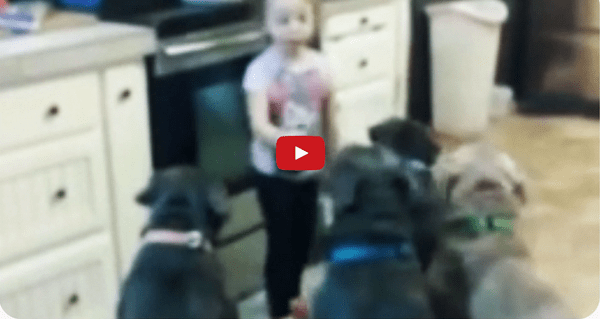4 Year-Old Girl Feeds Pitbulls: Adorable or Dangerous?