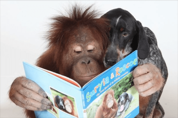 5 Animal Friendships That Will Leave You Smiling