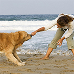 5 Fun Summer Activities to Enjoy With Your Dog