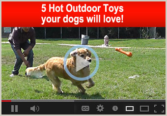 5 Hot Outdoor Toys your dogs will love! 