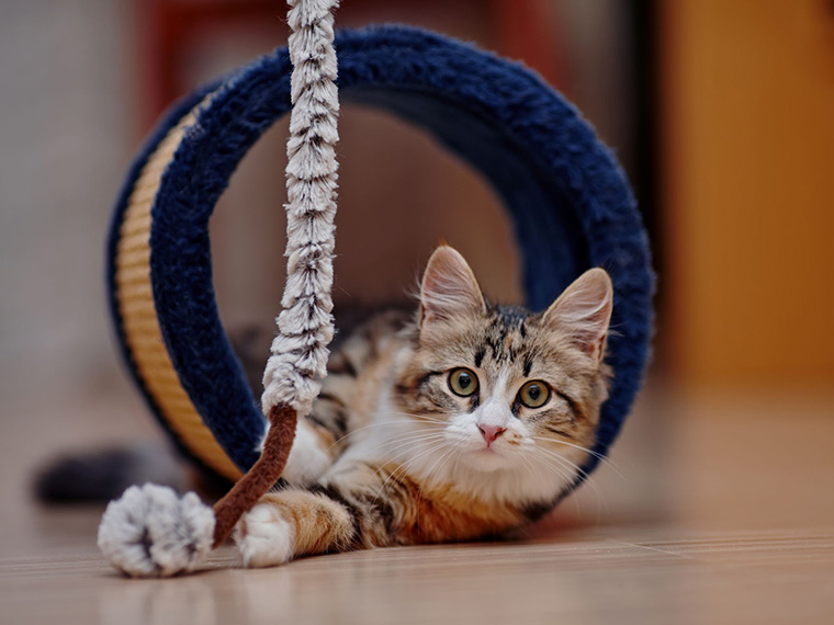 5 Signs Your Cat Is Happy