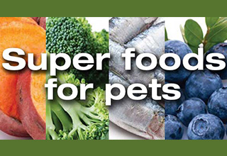 5 Superfoods Your Pets Will Love