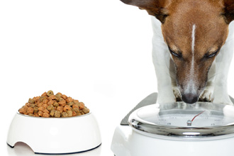 5 Tips For Controlling Your Pets Weight | EntirelyPets
