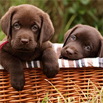 5 Tips For Housetraining Your Puppy