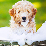 5 Tips For Summer Dog Grooming