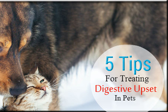 5 Tips for Treating Digestive Upset in Pets