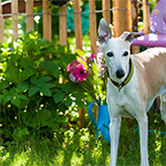 5 Tips To Dog Proof Your Garden