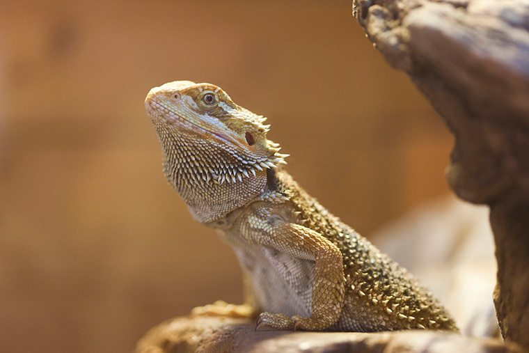 5 Tips To Help You Feed Your Bearded Dragon