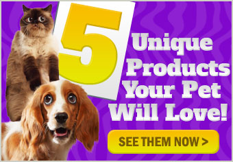 5 Unique Pet Products for Dogs