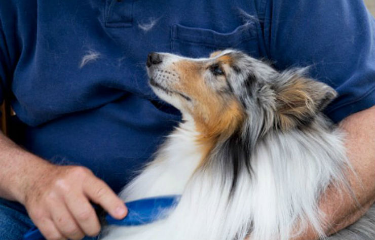 5 Ways To Reduce Pet Dander and Shedding