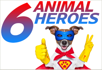 6 Life Saving Animals and Their Heroic Deeds
