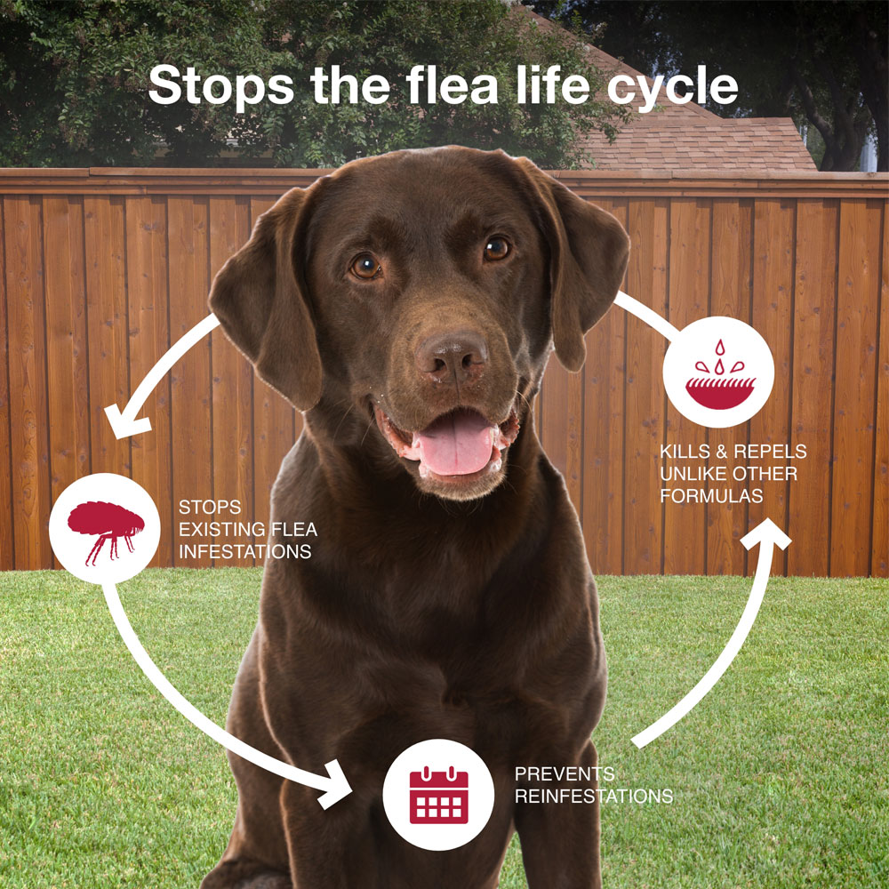 k9-advantix-harmful-insects-with-dog