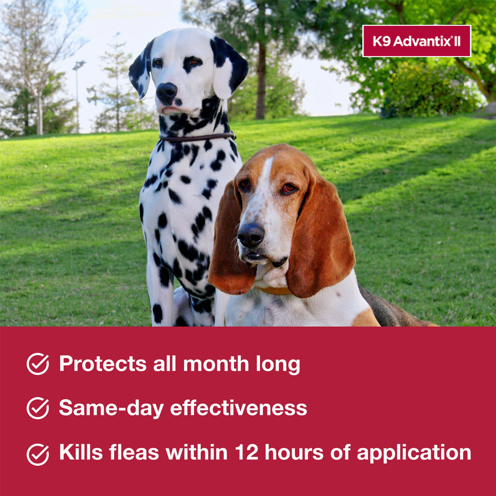 ADVANTIX-II-XLARGE-DOGS-6-MONTHS-TAPEWORM