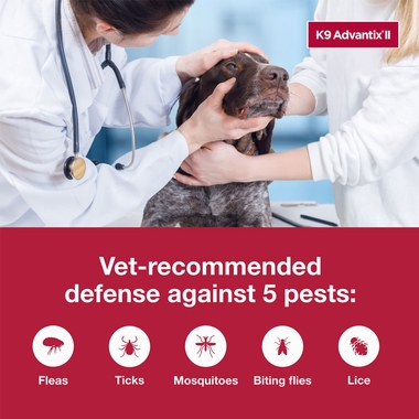 ADVANTIX-II-XLARGE-DOGS-6-MONTHS-TAPEWORM