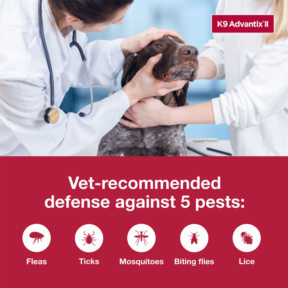 ADVANTIX-II-XLARGE-DOGS-6-MONTHS-TAPEWORM