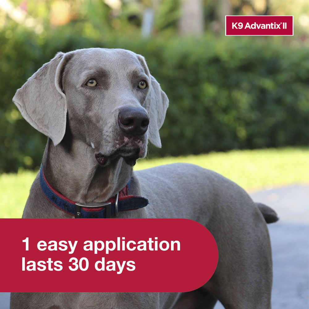 ADVANTIX-II-XLARGE-DOGS-6-MONTHS-TAPEWORM