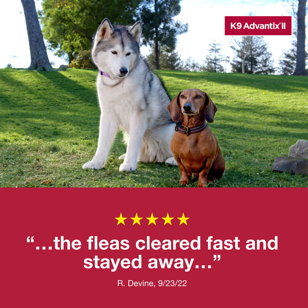 ADVANTIX-II-XLARGE-DOGS-6-MONTHS-TAPEWORM