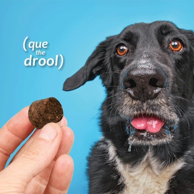AZOFLORA-KIDNEY-SUPPORT-540-SOFT-CHEWS