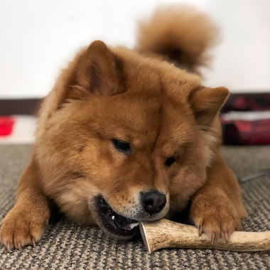 SPIZZLES-ELK-ANTLER-DOG-CHEW-SOLID-XLARGE-6PACK