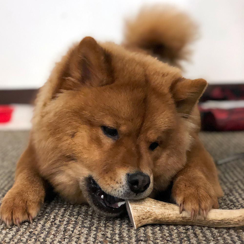 SPIZZLES-ELK-ANTLER-DOG-CHEW-SOLID-XLARGE-6PACK