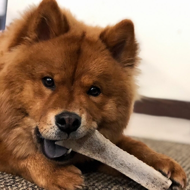 SPIZZLES-ELK-ANTLER-DOG-CHEW-CENTER-CUT-SMALL-6PACK