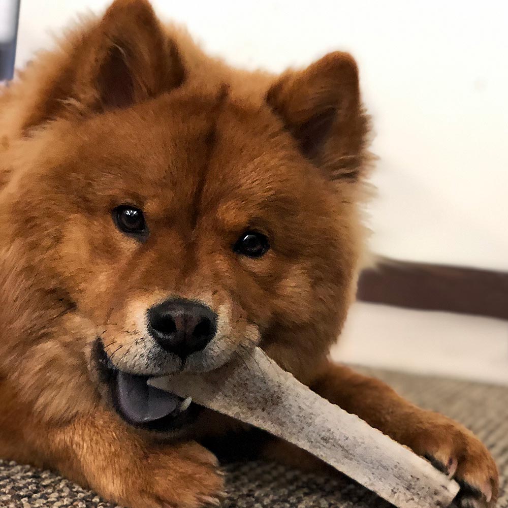 SPIZZLES-ELK-ANTLER-DOG-CHEW-CENTER-CUT-SMALL-6PACK