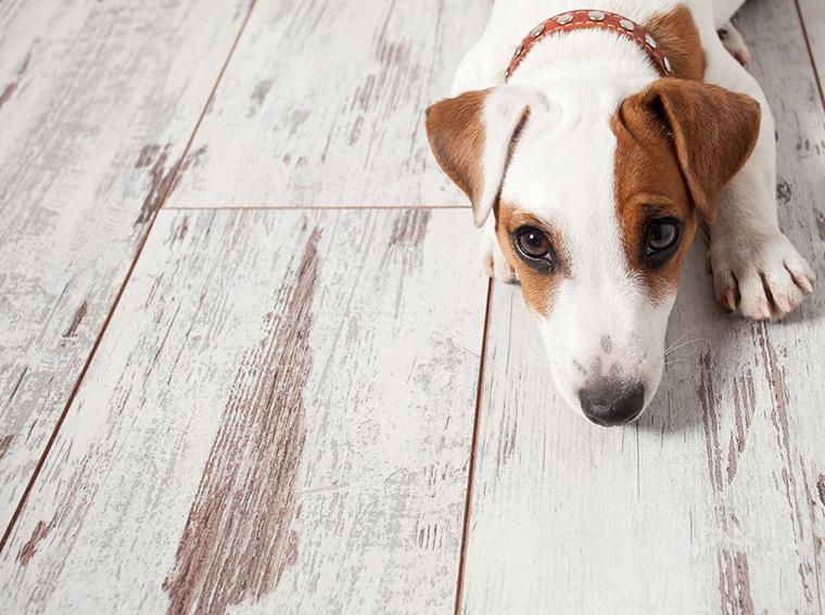 6 Products To Help Make Pet Parenting Easy