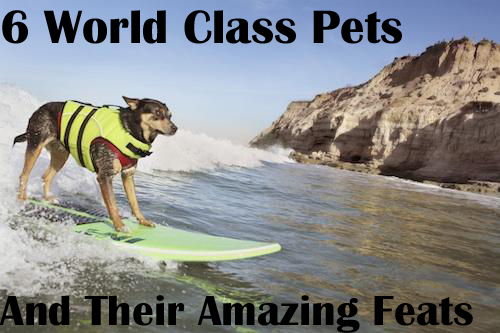 6 World Class Pets and Their Amazing Feats