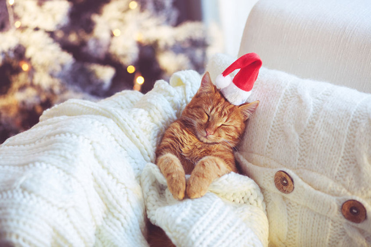 7 Tips for Protecting Your Cat this Holiday Season