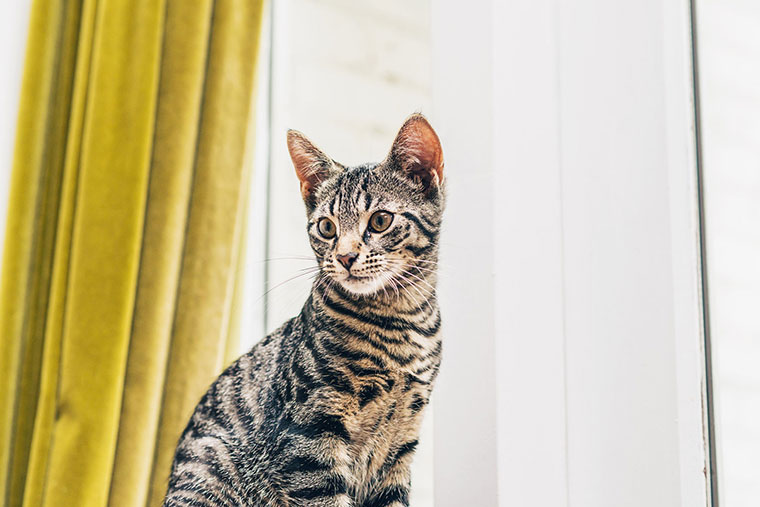 7 Ways to Keep Your Cat Cool This Summer