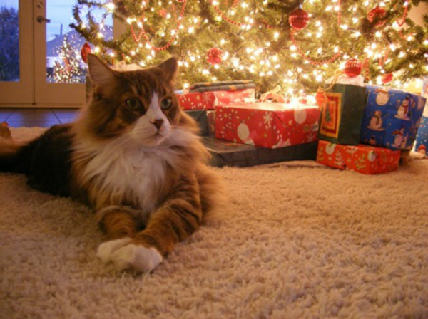 8 Holiday Pet Safety Tips