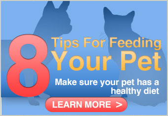 8 Tips for Feeding Your Pet