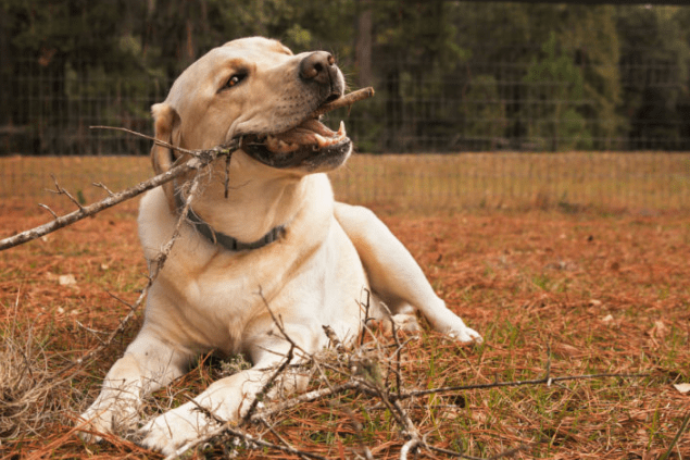 9 Common Types of Dog Allergies (And How to Treat Them)	