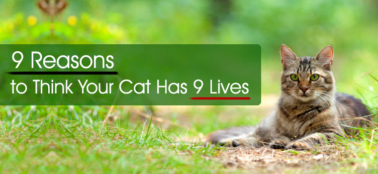 9 Reasons to Think Your Cat Has 9 Lives