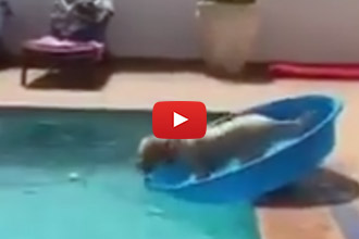 A Dog's Guide To Retrieving Things From The Pool Without Getting Wet
