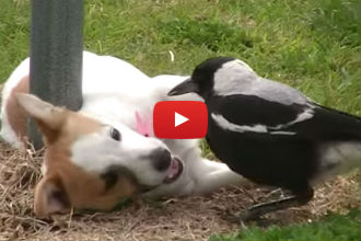 A Dog and a Bird Playing Together? OK, Now We've Really Seen it All...