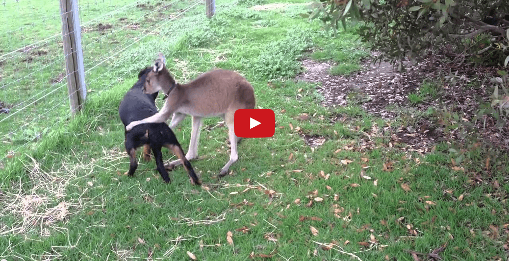A Dog and Kangaroo Meet for the First Time! Utterly Incredible!!