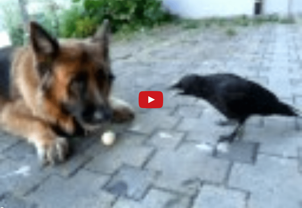 A German Shepherd and Crow Play Together- And It's Marvelous!!