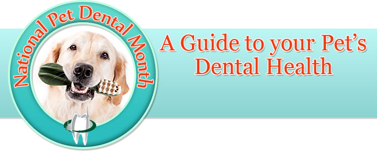 A Guide To Your Pets Dental Health