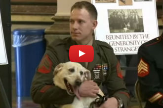 A Heartwarming Surprise Reunion Between a Marine and the Dog He Served With