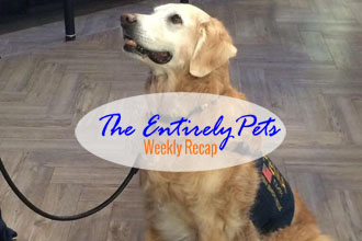 A Hero Returns to the Ground Zero for the First Time, More than 100 Cats are Stuck in Abhorrent Conditions in One Georgia Home, and a Rabies Outbreak Leads to Drastic Measures in China- This & More in the EntirelyPets Weekly Recap (September 8-12, 2014)