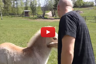 A Man Who Can Speak Horse? Or An Incredibly Curious Colt?