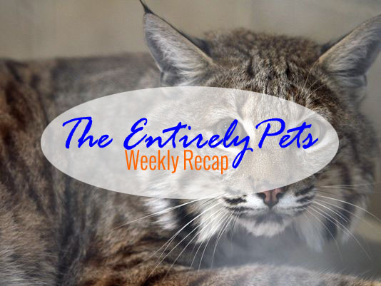 A Pet Bobcat Creates Problems, a Pizza Hut Promotion Backfires, and Exotic Pets Need Owners in Florida- All This & More in the EntirelyPets Weekly Recap (September 15-19, 2014)