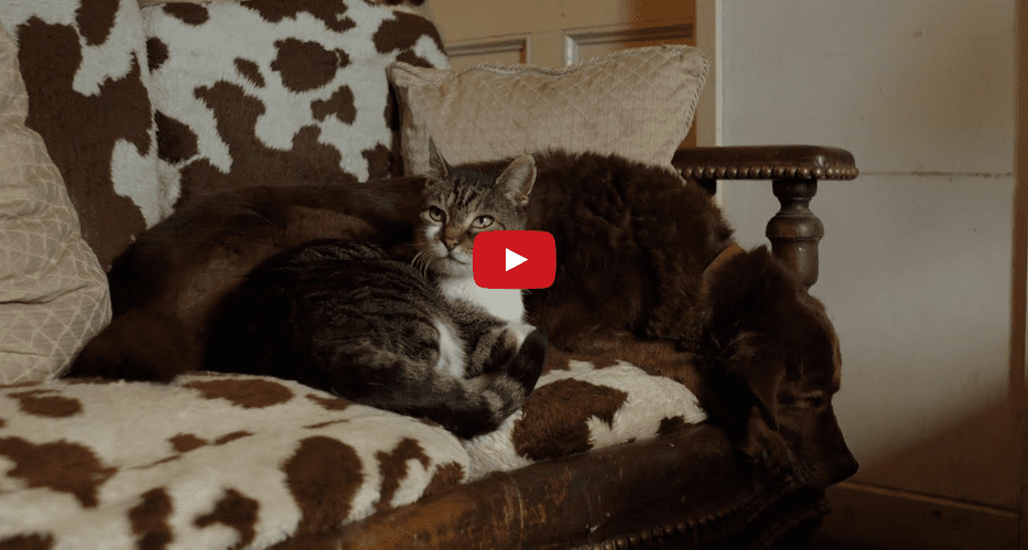 A Seeing Eye Cat Guiding a Blind Dog? Well, Now I've Seen Everything!!