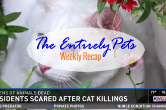 A Serial Cat Killer is Still at Large in Houston, The Ebola Dog is Found to be Virus-Free, and Veterinarians Save a Cats Life by Getting it Drunk on Vodka-  This & More in the EntirelyPets Weekly Recap (October 18-24, 2014)