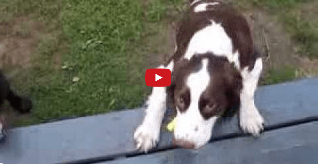 Absolutely Amazing! Watch This Blind Dog Play Fetch Like A Pro!