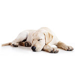 Adaptil and Feliway Products