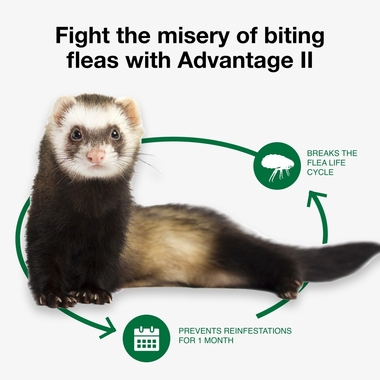 ADVANTAGE-II-FLEA-TREATMENT-FERRETS-ORANGE-2MNTH