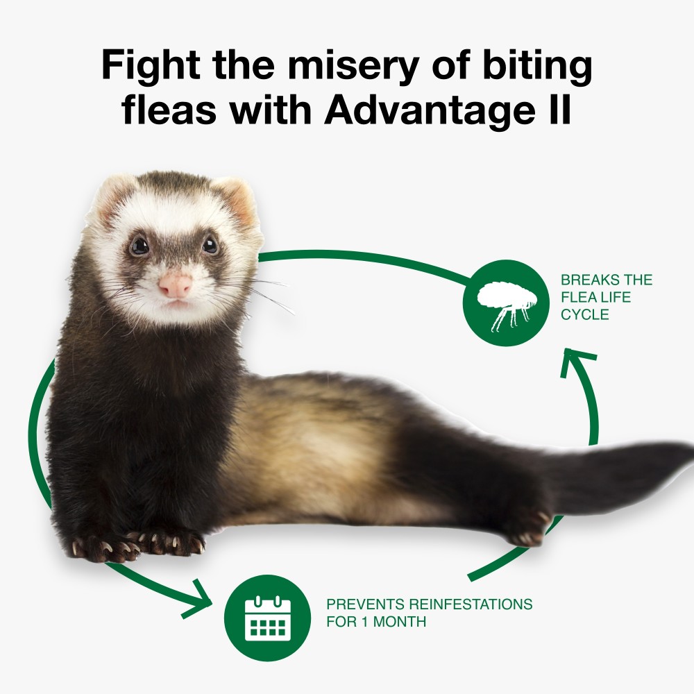 ADVANTAGE-II-FLEA-TREATMENT-FERRETS-ORANGE-2MNTH