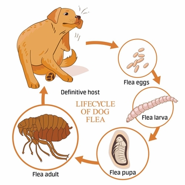 ADVANTAGEIIFORDOGS